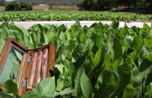 Salta y el INTA impulsan una cooperativa artesanal de puros