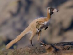 Científicos hallan en Río Negro un dinosaurio diminuto y reescriben una parte perdida de la evolución Alnashetri | Gabriel Díaz Yantén, Universidad Nacional de Río Negro