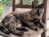 Alerta por hongo brasileño que salta de gatos a humanos