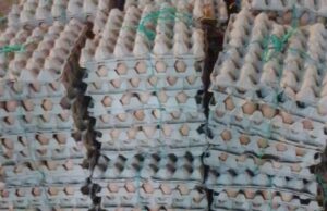 SENASA rompió 76.800 huevos en Salta