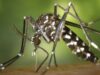 Primera muerte por chikungunya en Salta: ya hay más de 500 casos El virus chikungunya es una infección vírica transmitida por los mosquitos Aedes aegypti y Aedes albopictus (Fuente: World Mosquito Program)