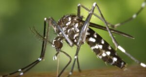 El virus chikungunya es una infección vírica transmitida por los mosquitos Aedes aegypti y Aedes albopictus (Fuente: World Mosquito Program)