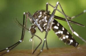 El virus chikungunya es una infección vírica transmitida por los mosquitos Aedes aegypti y Aedes albopictus (Fuente: World Mosquito Program)