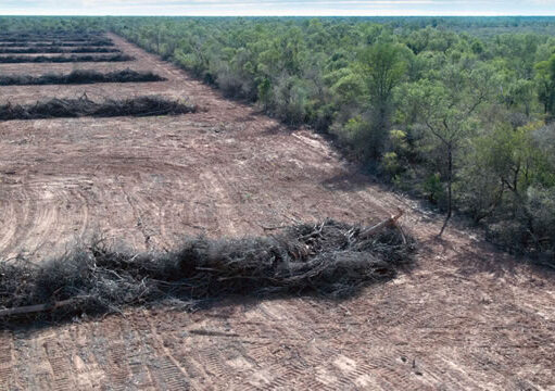 Desmontes e incendios: Salta perdió más de 34000 hectáreas de bosque nativo