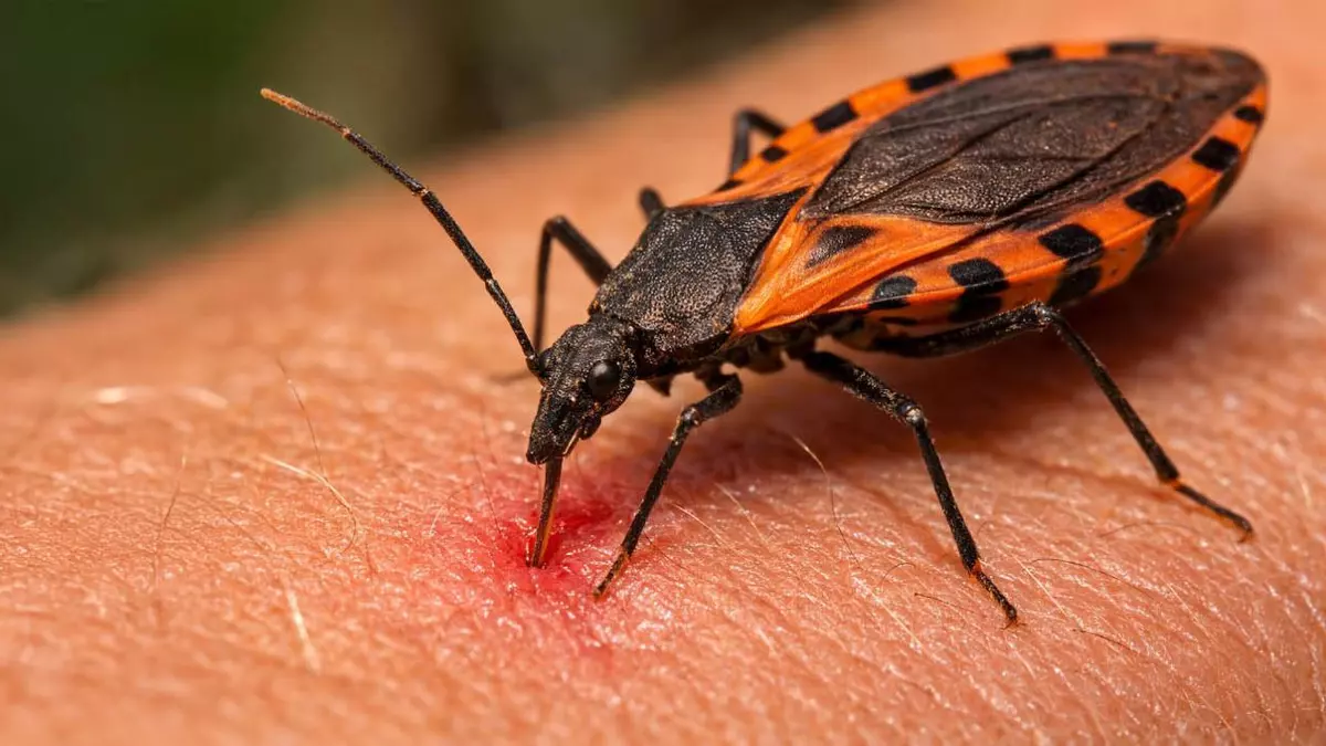 La Enfermedad de Chagas, una dolencia trasmitida por el parásito Trypanosoma cruzi. También se le llama tripanosoomiasis americana La Enfermedad de Chagas, una dolencia trasmitida por el parásito Trypanosoma cruzi. También se le llama tripanosoomiasis americana