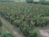 Bananas en Formosa