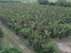 Bananas en Formosa