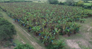 Bananas en Formosa