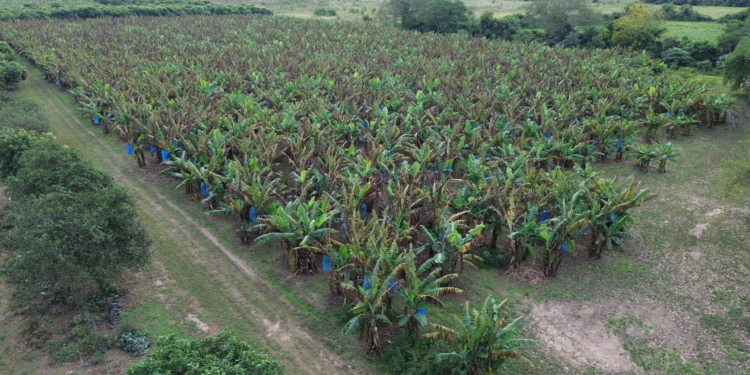 Bananas en Formosa