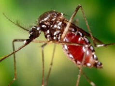 Salta, epicentro de la chikungunya: 2 muertes y más de 2300 casos