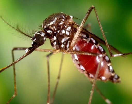 Salta, epicentro de la chikungunya: 2 muertes y más de 2300 casos